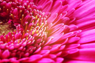 Güzel parlak pembe gerbera