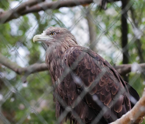 Aigle royal oiseau gros plan animal portrait — Photo