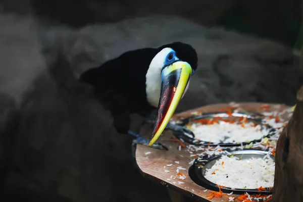 Pájaro tucán foto de cerca — Foto de Stock