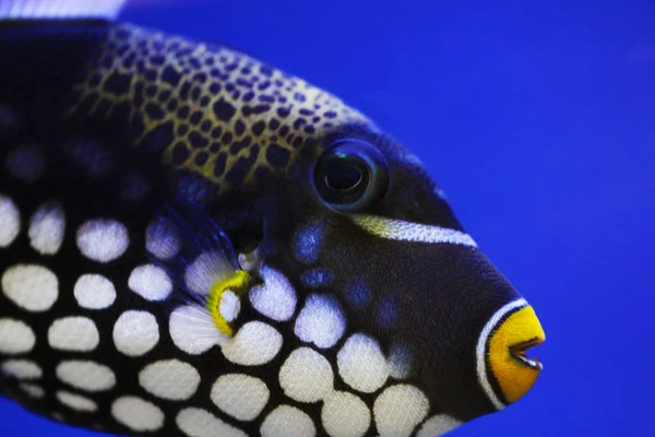 Exotic fish close up under water photo — Stock Photo, Image