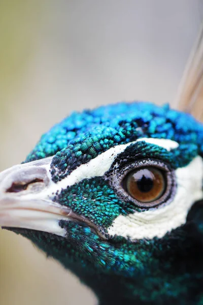 Hermoso pavo real pájaro de cerca —  Fotos de Stock