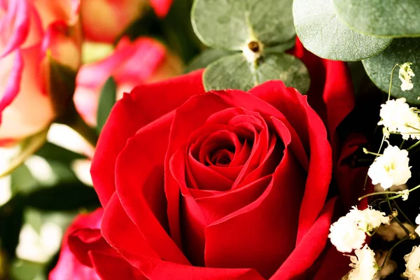 Цветы роз — стоковое фото