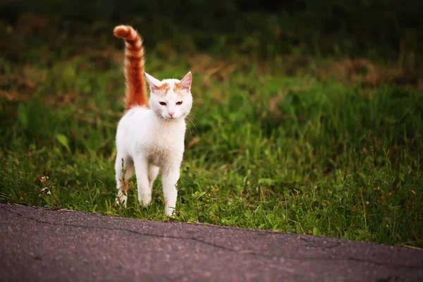 Dakloze kat op straat — Stockfoto