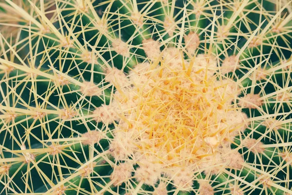 Cactus plant close up macro photo — Stock Photo, Image