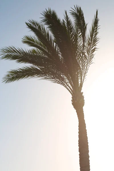 Planta grande palmera hermosa foto — Foto de Stock