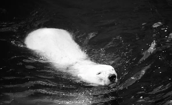 Orso polare bianco — Foto Stock