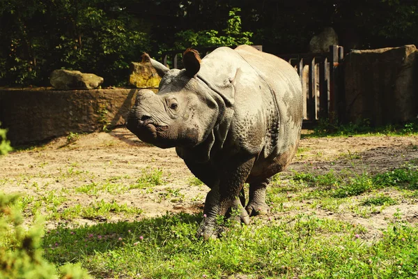 Stor noshörning närbild — Stockfoto