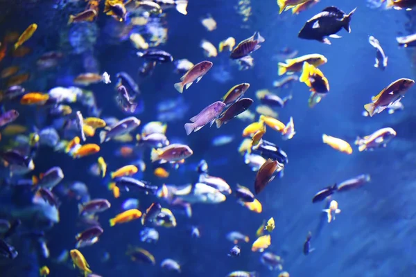 Mieszankę tropikalnych ryb z bliska — Zdjęcie stockowe