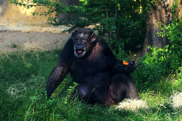 Lustiger Schimpansenaffe sitzt auf dem Boden — Stockfoto