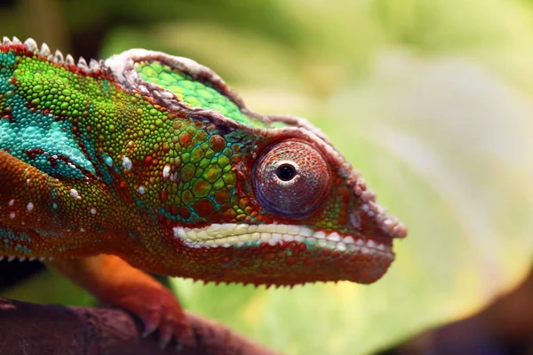 Zblízka zvířecí portrét Foto chameleon — Stock fotografie