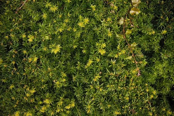Zielone, piękne tapety rośliny — Zdjęcie stockowe