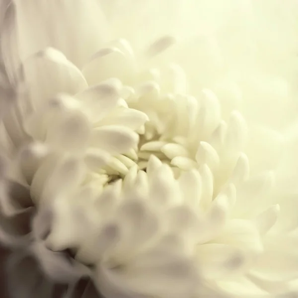 Beyaz kasımpatı çiçeği. Yaklaş. — Stok fotoğraf