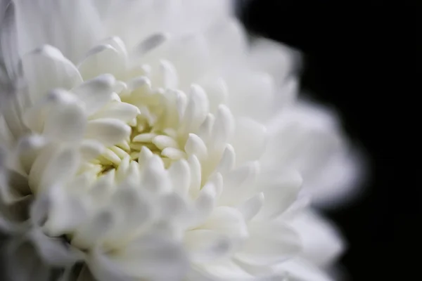 Vit krysantemum blomma närbild — Stockfoto