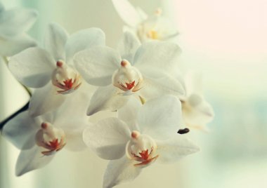 Orkide güzel çiçek makroyu kapatın