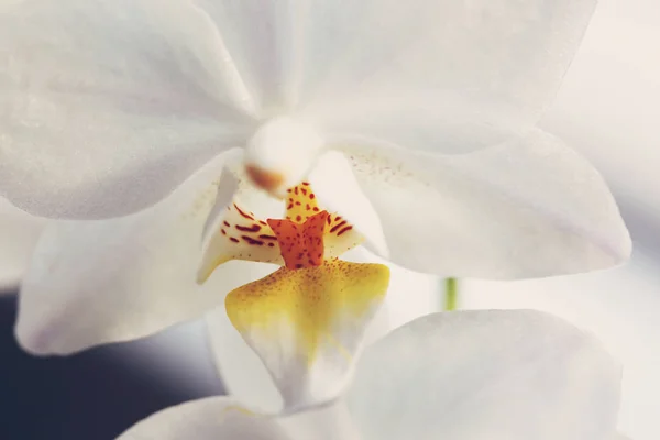 Orkide Güzel Çiçek Makroyu Kapatın — Stok fotoğraf