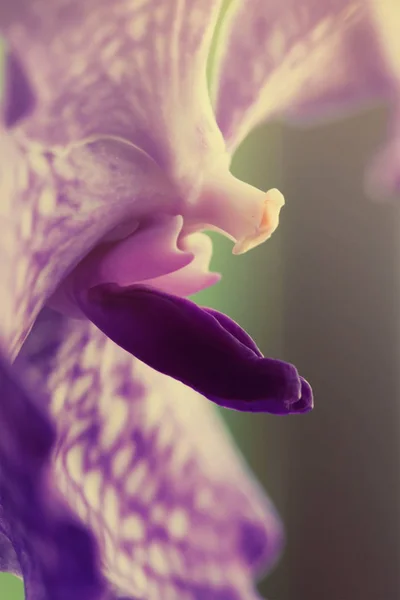 Orchidea Szép Virágot Közelről Makró — Stock Fotó