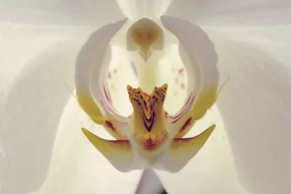 Orchidée Belle Fleur Gros Plan Macro — Photo