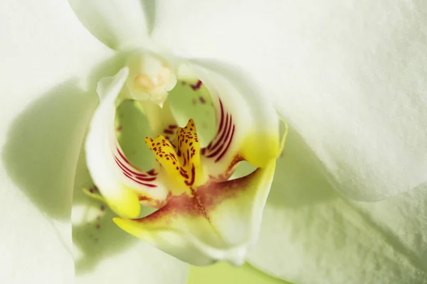 Orkide Güzel Çiçek Makroyu Kapatın — Stok fotoğraf