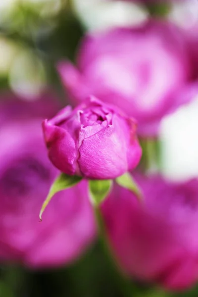 Розовый Цветок Красивый Фон Винтажном Стиле Женского Дня Святого Валентина — стоковое фото