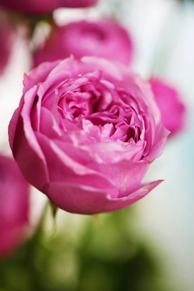 Rosa Fiore Bellissimo Sfondo Stile Vintage Giorno Delle Donne San — Foto Stock