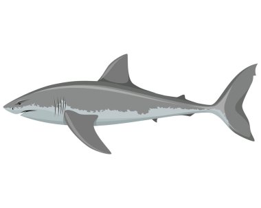 büyük beyaz köpekbalığı