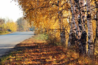 Yol boyunca altın huş ağacı yaprakları güneş ışığı altında büyümek
