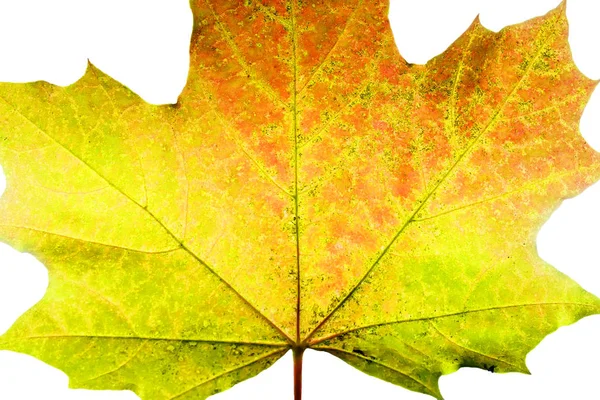 Herfst esdoorn blad geïsoleerd op witte achtergrond — Stockfoto