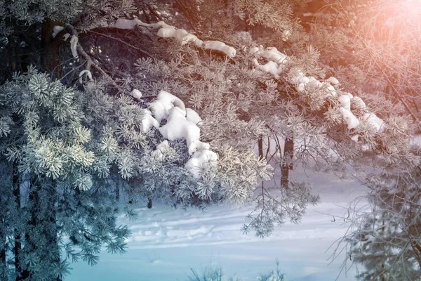 Barr i gnistrande frost. Närbild av julgran — Stockfoto