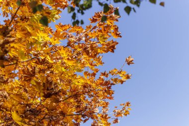 Mavi gökyüzüne karşı sonbahar turuncu akçaağaç yaprakları