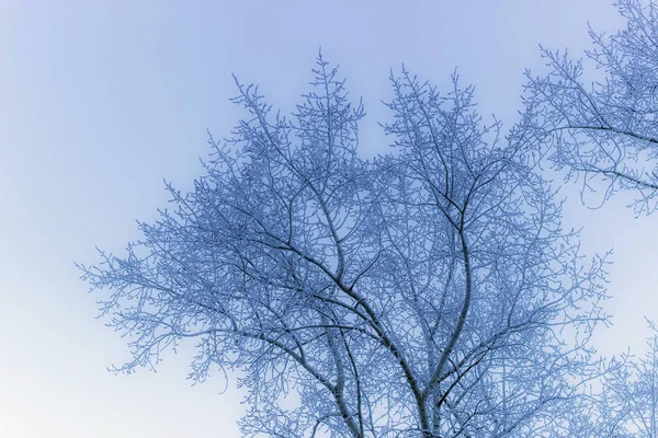White frost gedekt kroon van de boom in de winter — Stockfoto