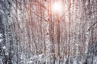 Kar ağaçlar güneşli bir kış manzarası