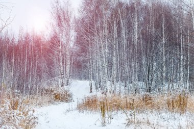 Kar ağaçlar güneşli bir kış manzarası