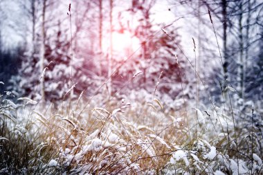 Kar ağaçlar güneşli bir kış manzarası