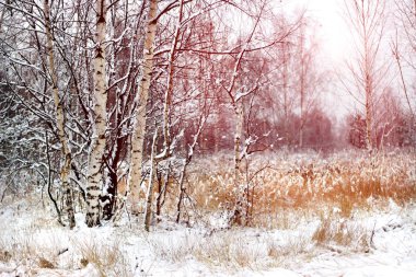 Kar ağaçlar güneşli bir kış manzarası