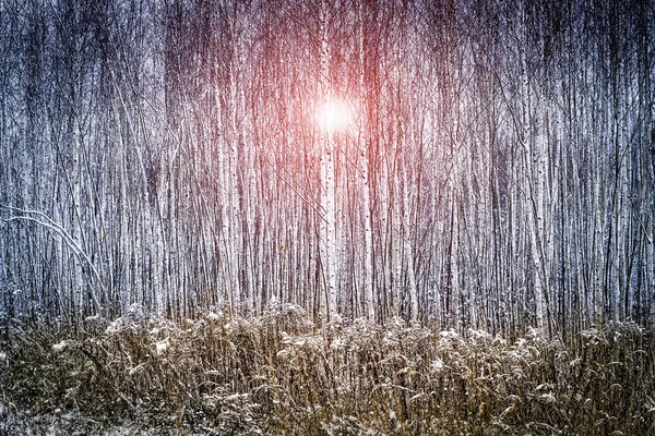 Winterlandschap op een zonnige dag, sneeuw bomen — Stockfoto