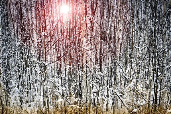 Paisagem de inverno em um dia ensolarado, árvores de neve — Fotografia de Stock