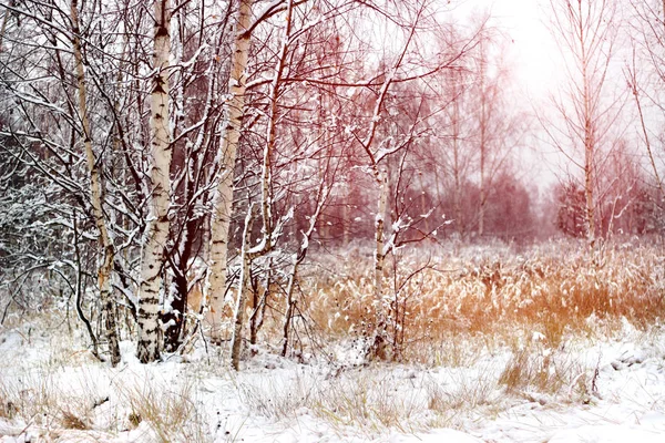 Kar ağaçlar güneşli bir kış manzarası