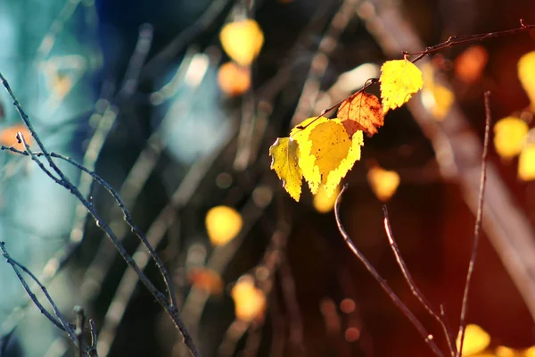 Podzim v parku: listy zlaté břízy na slunci — Stock fotografie