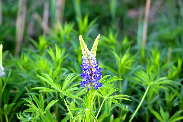 Mooie kleurrijke bloeiende lupine bloem op blure groene achtergrond. Lieveheersbeestje op Blauwe lupine bloem kortweg lupin of lupine. Zonsondergang is op het gebied van de bloem — Stockfoto