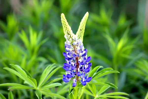 Hermosa flor de altramuz de colores sobre fondo verde oscuro. Mariquita en flor de altramuz azul comúnmente conocida como altramuz o altramuz. El atardecer está en el campo de flores —  Fotos de Stock