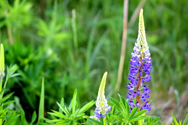 Hermosa flor de altramuz de colores sobre fondo verde oscuro. Mariquita en flor de altramuz azul comúnmente conocida como altramuz o altramuz. El atardecer está en el campo de flores — Foto de Stock