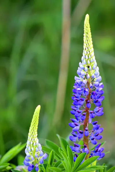 Bela flor de tremoço colorido no fundo verde blure. Joaninha em flor de tremoço azul comumente conhecido como tremoço ou tremoço. O pôr do sol está no campo de flores. — Fotografia de Stock