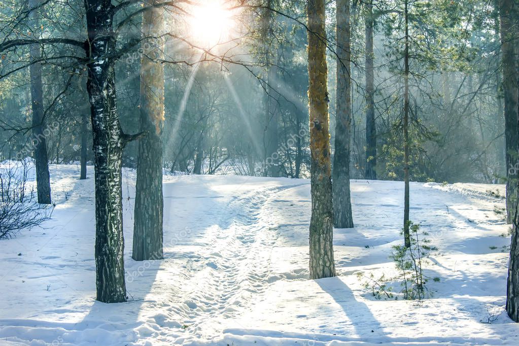 Winter pine forest on a sunny day.