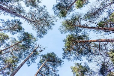 Pines mavi gökyüzü arka plan üzerinde bir taç
