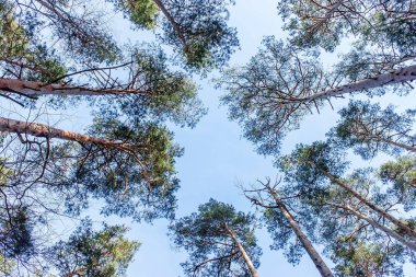 Pines mavi gökyüzü arka plan üzerinde bir taç