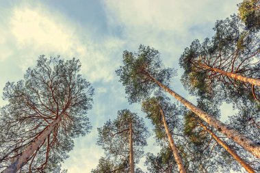 Pines mavi gökyüzü arka plan üzerinde bir taç