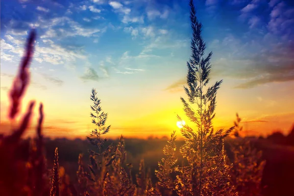 Gras bij dageraad in Rusland — Stockfoto