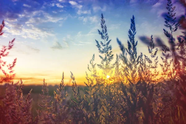 Gras bij dageraad in Rusland — Stockfoto