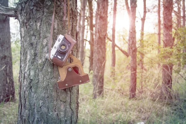 Old retro camera in forest