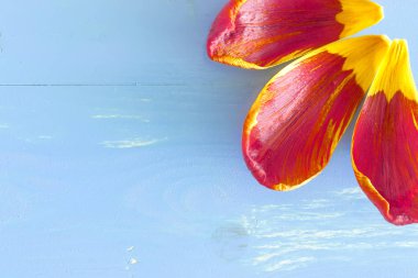 Mavi bir arka plan üzerinde bir Lale yaprakları.